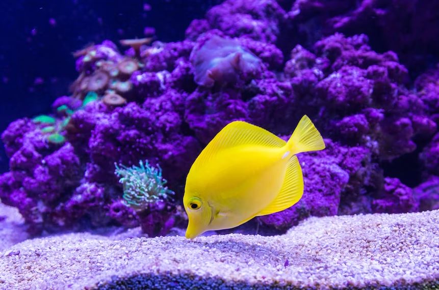 6 Types Of Aquariums Which Are Excellent For Interiors 1 Virtual aquariums