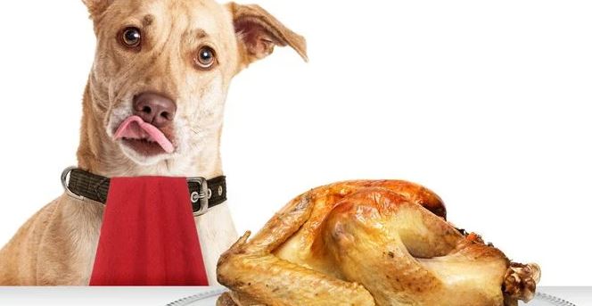 Tasty Ways to Feed Turkey to Your Dog