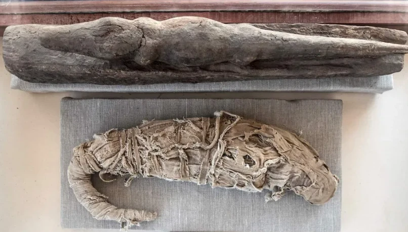 Mummified crocodiles emerge from Egyptian tomb, scientists discover their secrets