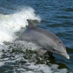 Fascinating Dolphin Facts To Know About