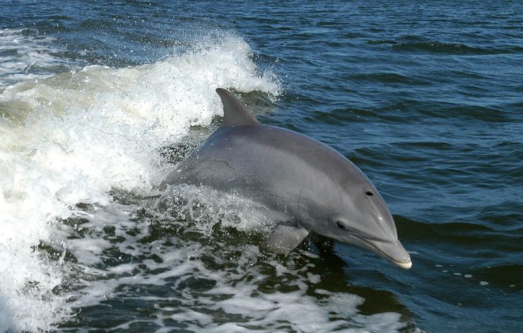 Fascinating Dolphin