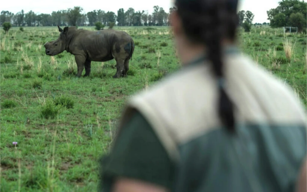 World’s largest rhino farm to be auctioned in South Africa