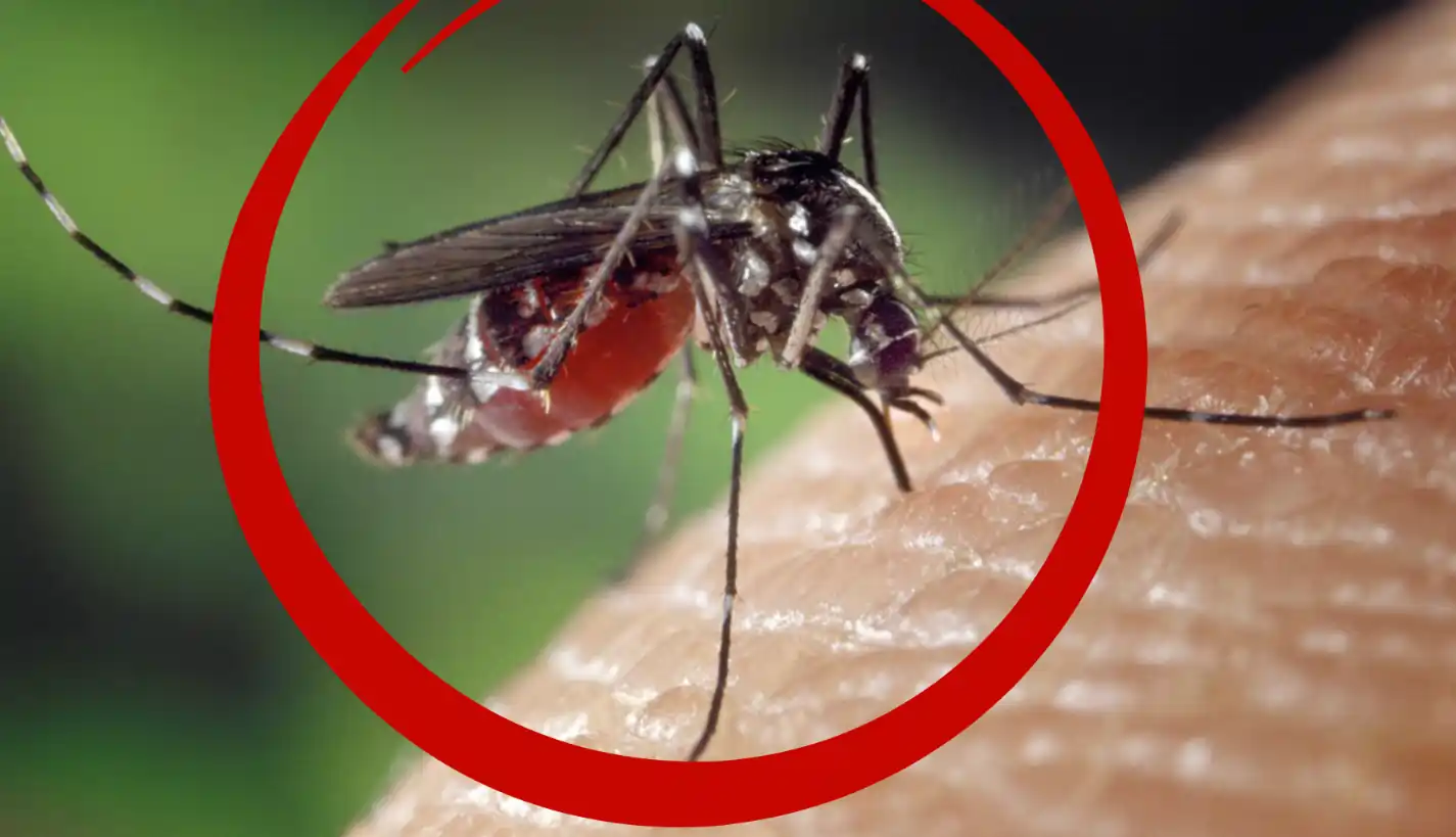 Effective Mosquito Repellents