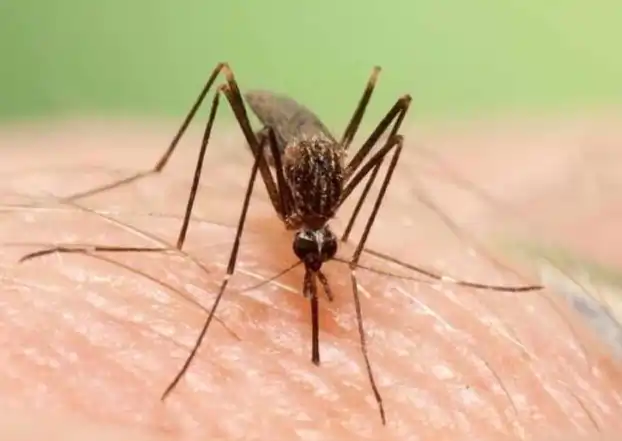 Mosquito-Borne Disease