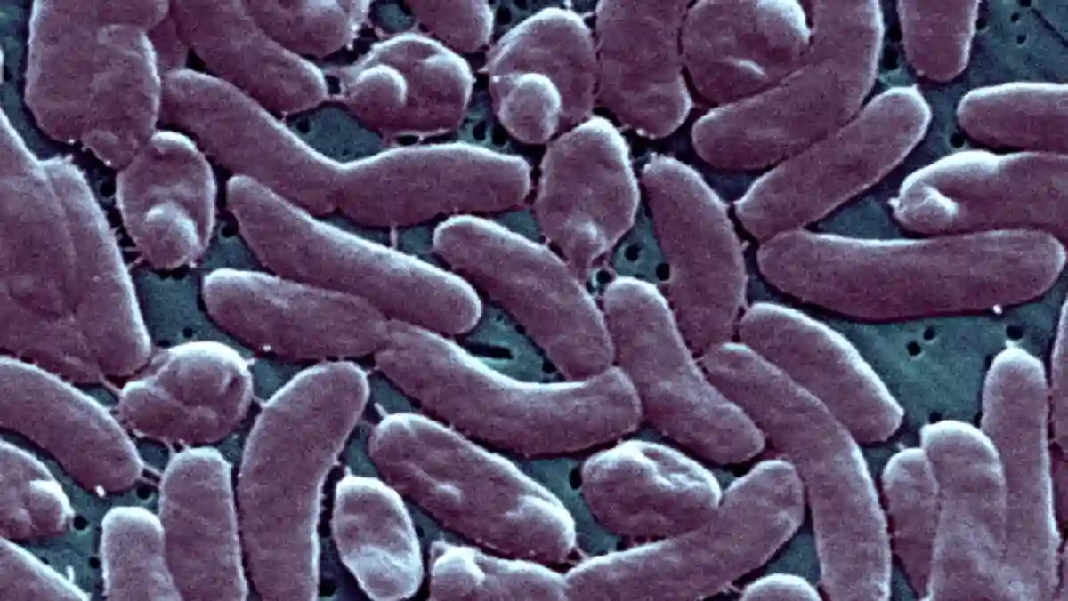 Vibrio vulnificus lives in warm, salty or brackish water and is from the same family as the bacteria that causes cholera