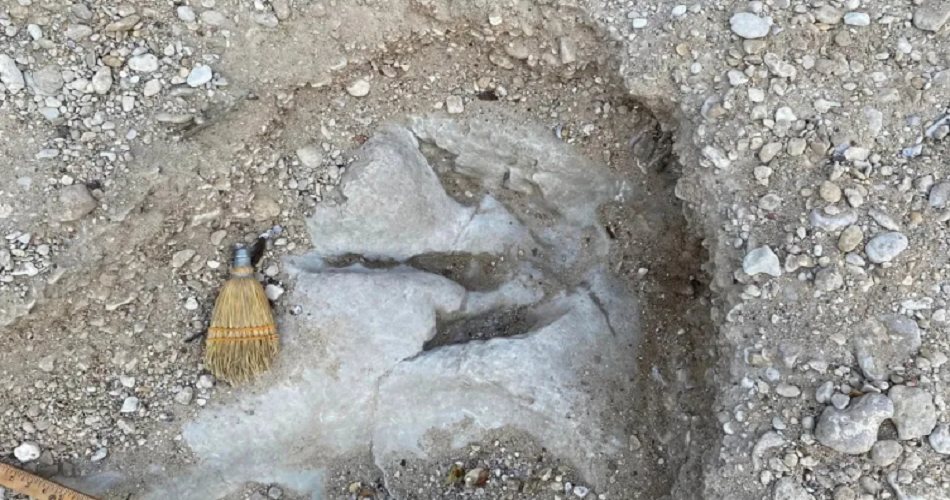 Rare Discovery: 110 Million-Year-Old Dinosaur Tracks Unearthed in Texas