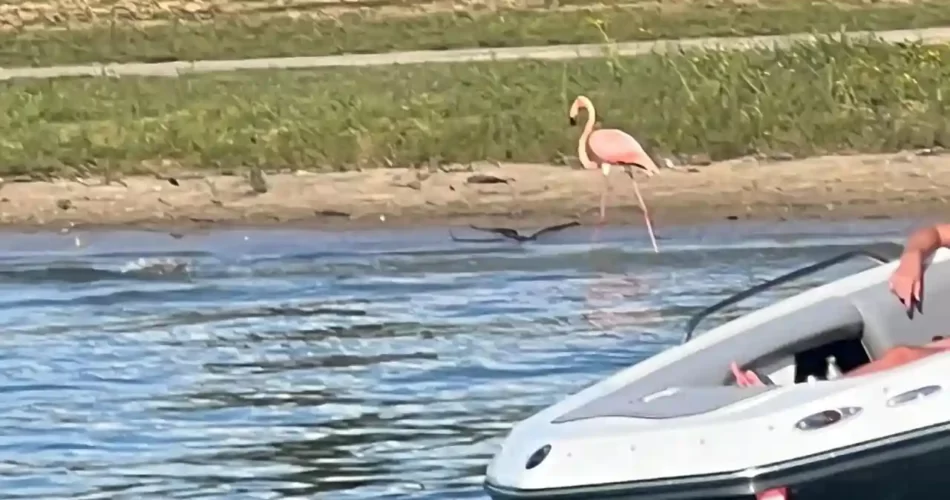 Hurricane Idalia brought flamingos to Florida