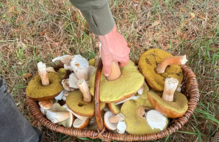 Mushroom picking in Spain