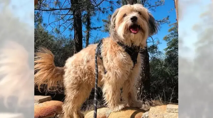 Dog-Friendly Hiking in Southern California