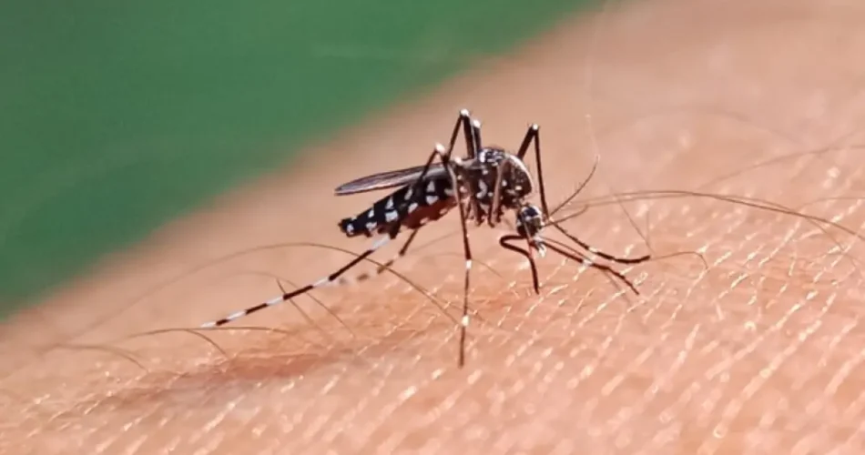 BREAKING: Deadly Mosquito Virus Outbreak in Massachusetts