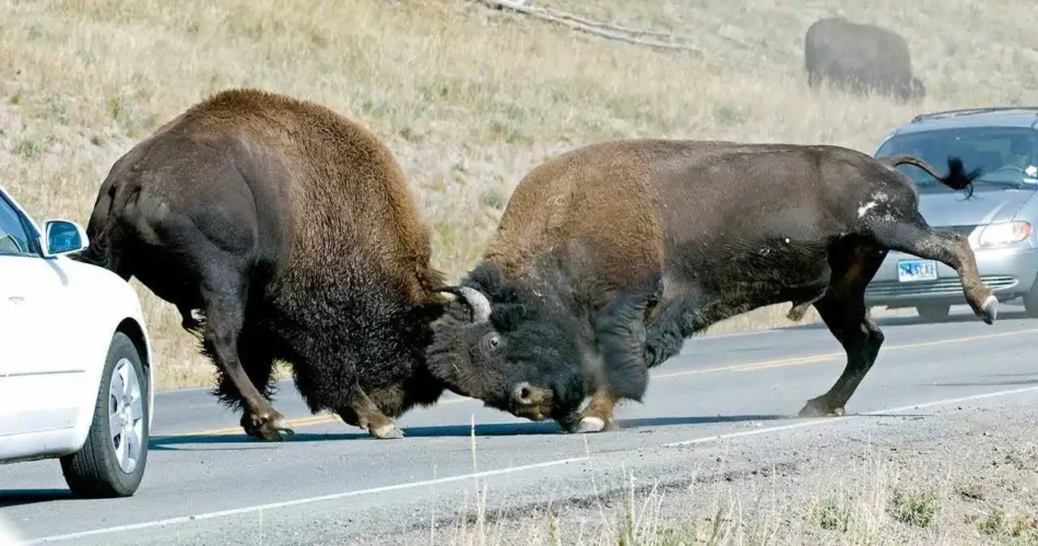 Yellowstone Bison: A New Year, A New Lawsuit (STRANGE CONTROVERSY)