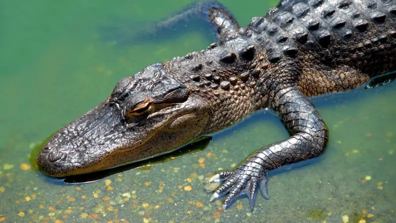 Florida Woman Fights Alligator to Save Puppy’s Life