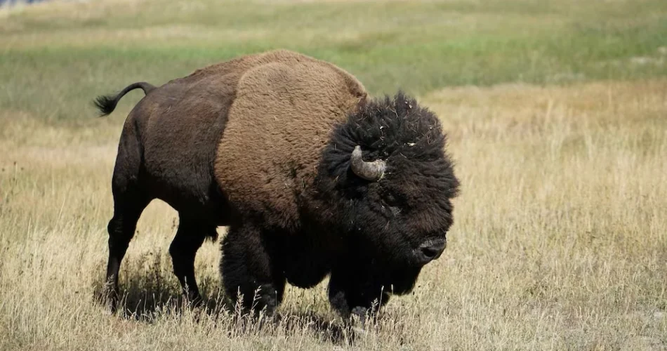Bison Return to Illinois After 200 Years