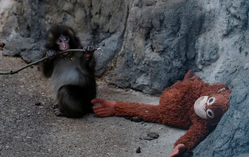 Punch’s Reunion with Mom Looks Tough, Say Experts